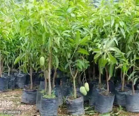 Earth Angels Mango Plant Langra Hybrid Mango Plant85-thumb0