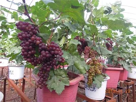 Grapes Plant  Rare Exotic Tropical Fruit Grape Vitis Vinifera Dwarf Grape Plant-thumb1