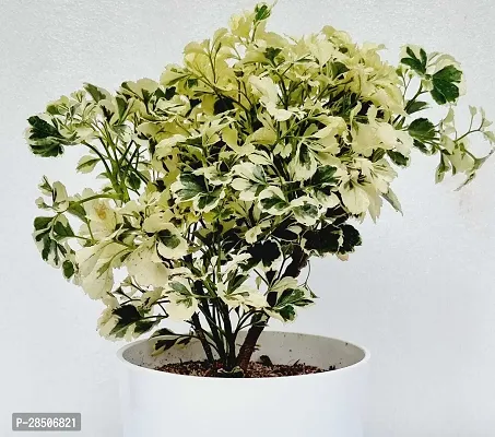 Aralia Plant  Variegated white aralia is a Plant-thumb0