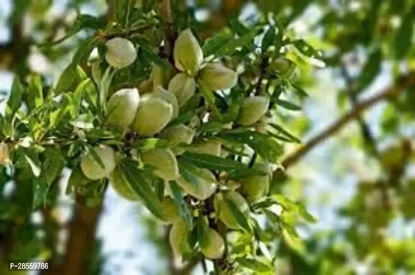 Earth Angels Almond Plant Live Plant Badam Indian Almond Story Tree For Balcony Garden Plant(1 Healthy Live Plant)-thumb0