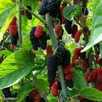 ShahtootMulberry Plant  Mulberry XONLINE Plant  BAZAR