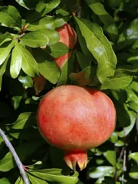 Pomegranate Plant  Red Pomegranate Plant-thumb1