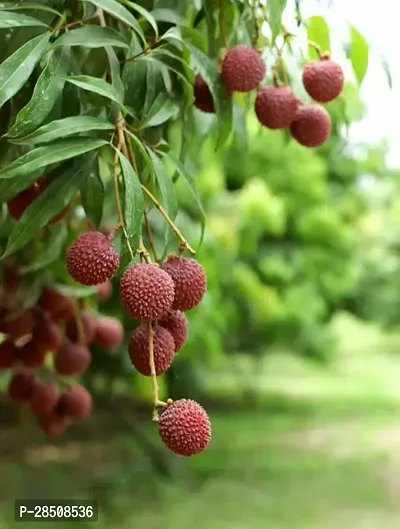 Litchi Plant  Litchi Plant  xnewdeb08-thumb2