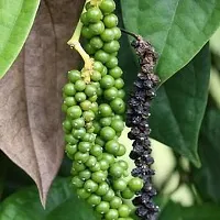 Black Pepper Plant  Black pepper Model Name Malligesara Plant-thumb1