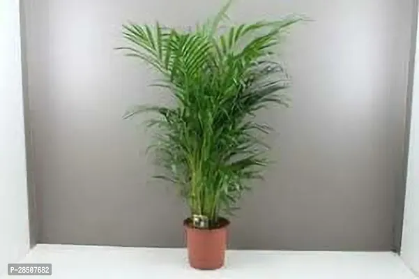 Areca Palm Arica Plant heaven237