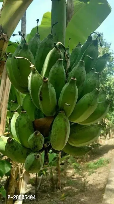 Banana Plant  tof01