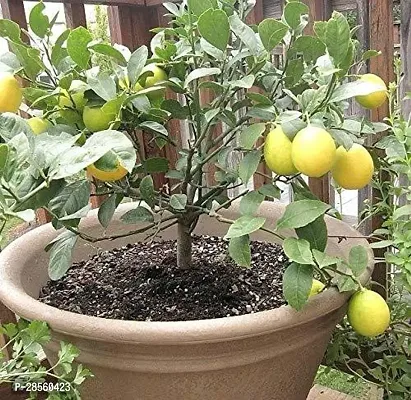 Earth Angels Lemon Plant Tropical Rare Exotic fruitMeyer Lemon Dwarf Citrus Fruit Plant (1 Healthy Air Layering Live Plant)s-thumb0