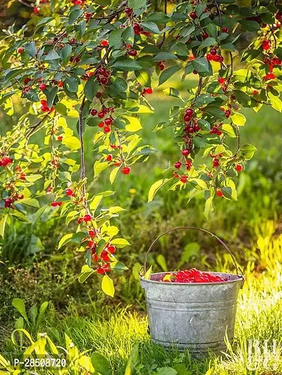 Cherry Fruit Plant  Cherry fruit Plant  mc yuuy