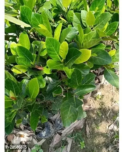 Jackfruit Plant  Jackfruit Orange crush Plant-thumb3