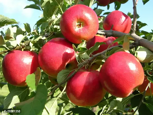 Earth Angels Apple Plant Red Origin Apple Plant Grafted (2 feet Live Healthy Plant )-thumb0