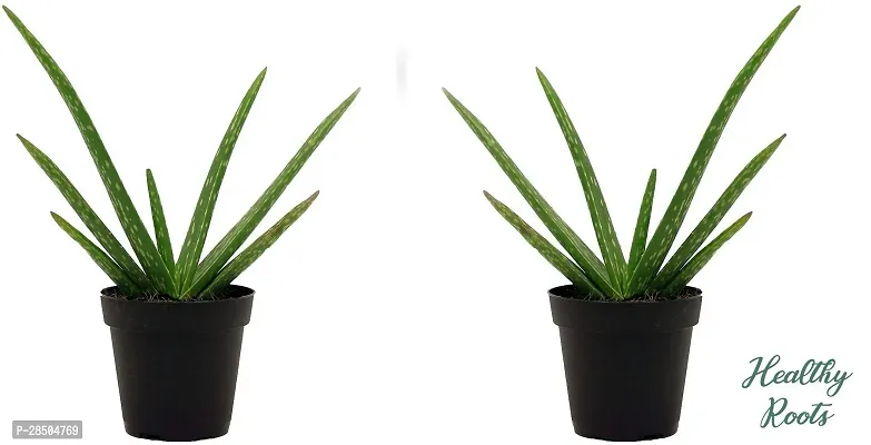 Aloe Vera Plant  HR CC149-thumb0