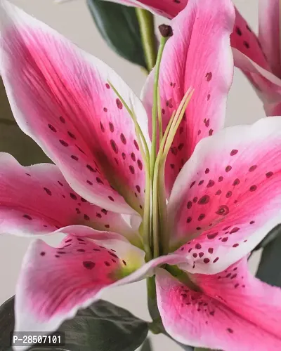 Lily Plant  Tiger Lily Orange Flower Like Pretty Plant-thumb0