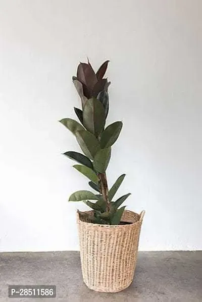 Natural Live Plant for Home Garden-thumb0