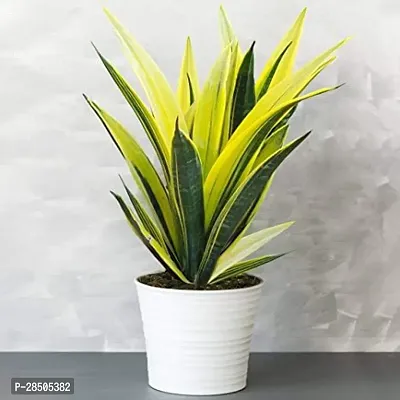 Snake Plant  Snake Plant  18-thumb0