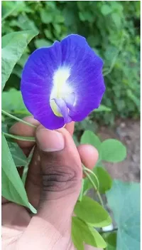 Aparajita Butterfly Pea Plant  Aparajita Plant  xnewdeb58-thumb1