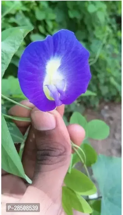 Aparajita Butterfly Pea Plant  Aparajita Plant  xnewdeb58-thumb2