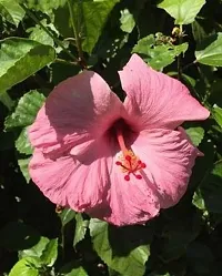 Earth Angels Hibiscus Plant Tips hibiscus plant-thumb1