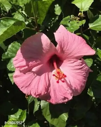 Earth Angels Hibiscus Plant Tips hibiscus plant-thumb2