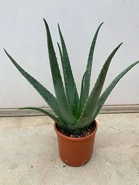 Earth Angels Aloe Vera Plant aloe vera plant 7088-thumb1