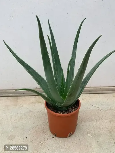 Earth Angels Aloe Vera Plant aloe vera plant 7088-thumb2