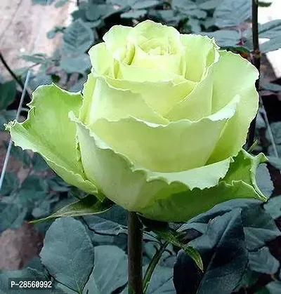 Earth Angels Rose Plant Saraswati Gardens Rare Rose Plant Green White 1 Healthy Live Plant With Plastic Bag-thumb0