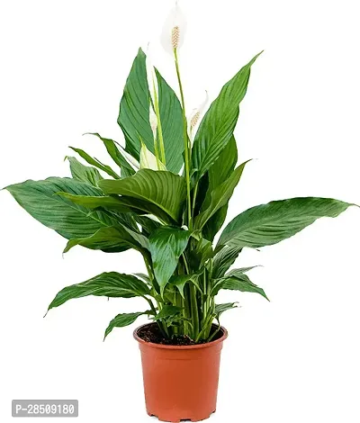 Lily Plant  Peace Lily Xnatikrd3-thumb0