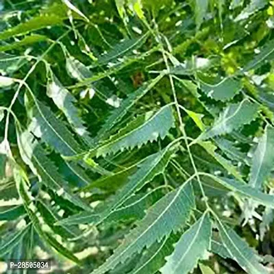 Neem Plant  Neem Aarya Veppu Live Plant-thumb0