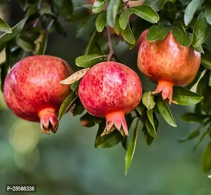 Pomegranate Plant  Bedana Plant kingdom184