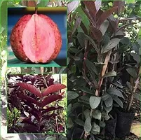 Guava Plant  Red Guava xnewdeb5445-thumb2