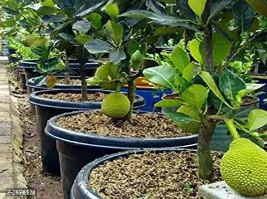 Jack Fruit Plant  Jackfruit Plant  xnewdeb65-thumb3