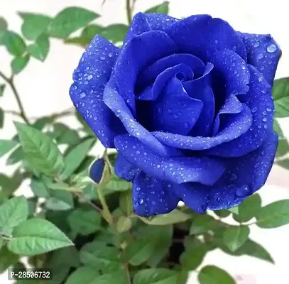 Kaner Plant  Unique Blue Rose Plant  CF 8008011