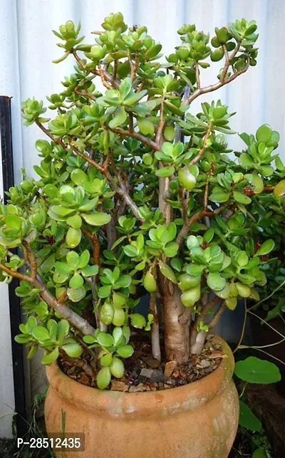 Natural Live Plant for Home Garden-thumb0