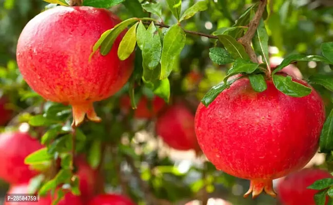 Pomegranate Plant  Promogran Fruit Plant   09-thumb2