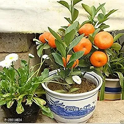 Natural Live Plant for Home Garden-thumb2