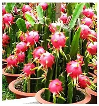 Dragon Tree Dragon Fruit Pink 8 to 9 inches Live Plant s-thumb1