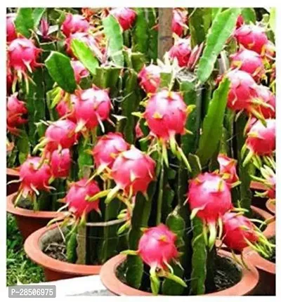 Dragon Tree Dragon Fruit Pink 8 to 9 inches Live Plant s-thumb2