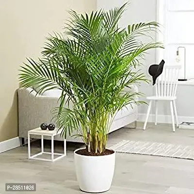 Natural Live Plant for Home Garden-thumb0