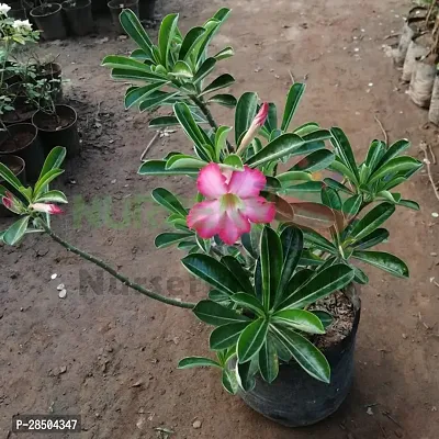 Adenium Plant  Adenium Plant   Pink-thumb3