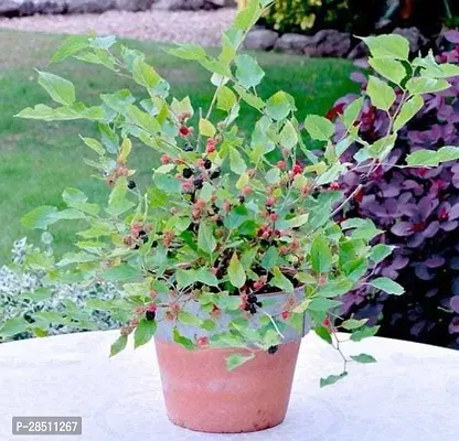 Natural Live Plant for Home Garden-thumb0