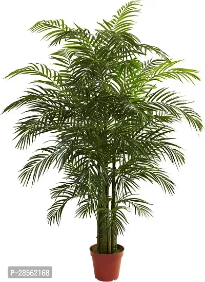 Earth Angels Areca Palm ARCA PALM TT-thumb0