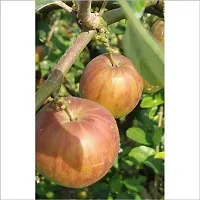 Ber Apple Plant  Rare Kashmiri Apple Ber Thailand variety fruit Jujube Fruit Grafting Live Plant-thumb2