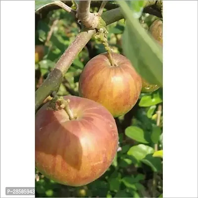 Ber Apple Plant  Rare Kashmiri Apple Ber Thailand variety fruit Jujube Fruit Grafting Live Plant-thumb3