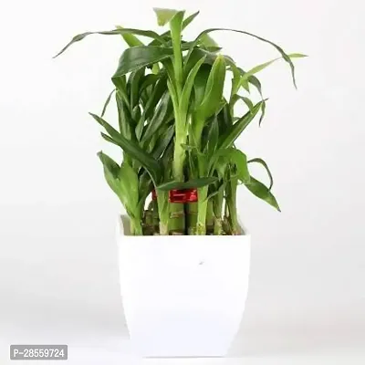 Earth Angels Two Layer Bamboo Plant Lucky Bamboo Two Layer Plant With Pot-thumb0