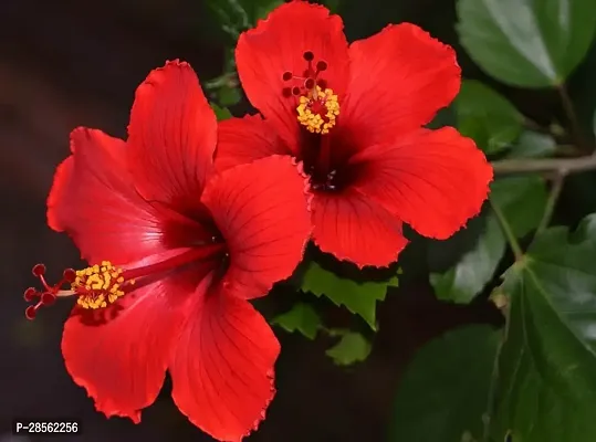 Earth Angels Hibiscus Plant Red Gudhal Plant-thumb0