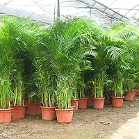 Earth Angels Areca Palm ARCA PALM TT-thumb1