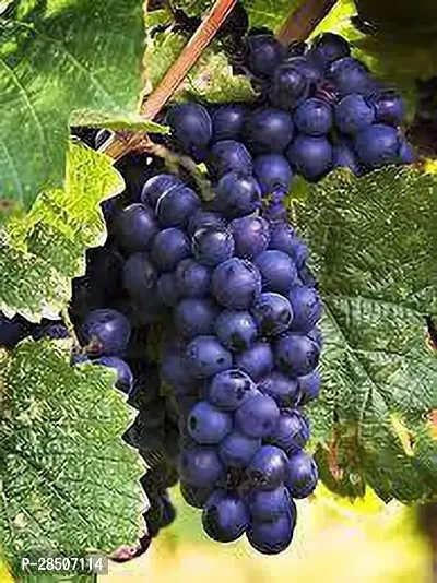 Grapes Plant  Black grapes Plant  Kala angoor Plant s  Grafted    Plant-thumb0