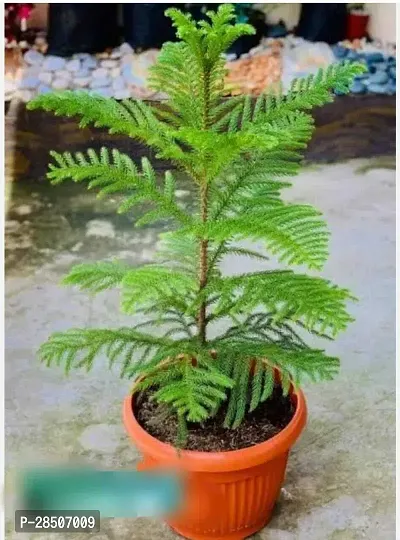 Oriental Thuja Plant  Orkeria Plant-thumb0