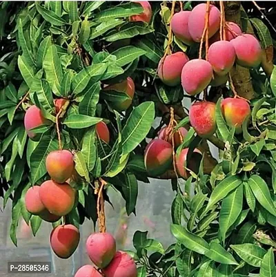 Mango Plant  Red Palmer Mango Plant   Grafted   1 2 feet Height 1healthy Plant-thumb0