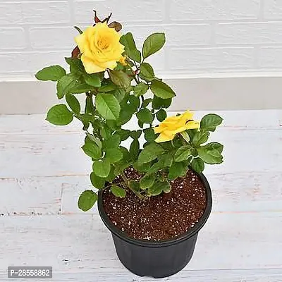 Earth Angels Rose Plant BHJ39-thumb0