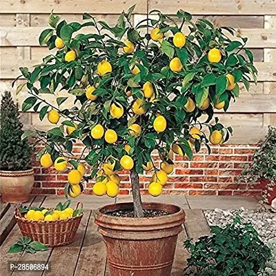 Lemon Plant  LQC01-thumb0